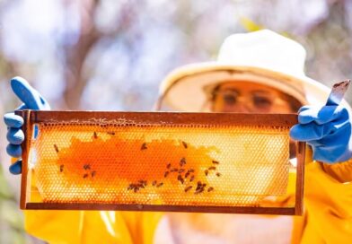 Suprema Corte dos Estados Unidos derruba tarifaço e anima exportadores brasileiros de mel