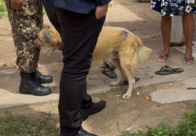 Operação policial investiga denúncia de maus-tratos a cachorro em Parnaíba; animal é idoso e não apresenta sinais de violência