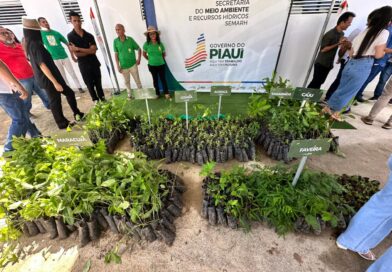 Programa ambiental do Piauí supera 3,6 milhões de mudas distribuídas e avança no reflorestamento