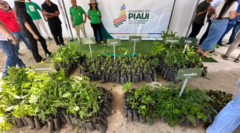 Programa ambiental do Piauí supera 3,6 milhões de mudas distribuídas e avança no reflorestamento