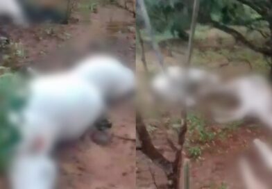 Raio mata oito animais e causa prejuízo a criador no interior do Piauí