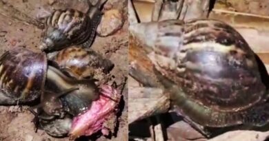 Infestação de caramujo africano preocupa moradores de povoado na zona rural de Teresina