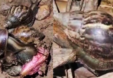 Infestação de caramujo africano preocupa moradores de povoado na zona rural de Teresina