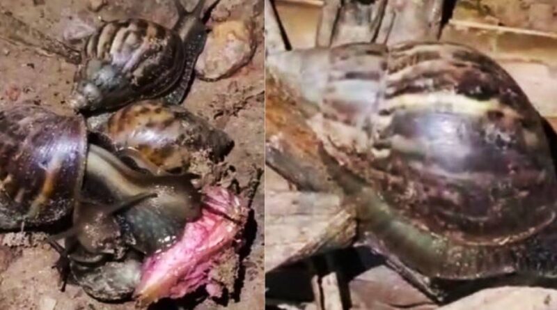 Infestação de caramujo africano preocupa moradores de povoado na zona rural de Teresina