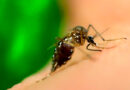 Dengue supera Covid-19 em número de mortes no Brasil em 2024, mostram dados do Ministério da Saúde
