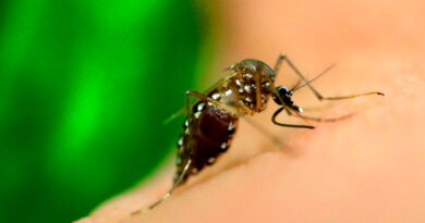 Dengue supera Covid-19 em número de mortes no Brasil em 2024, mostram dados do Ministério da Saúde
