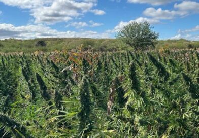 POLÍCIA FEDERAL DESTRÓI ROÇA DE MACONHA E PRENDE OITO PESSOAS EM SÃO FRANCISCO DE ASSIS