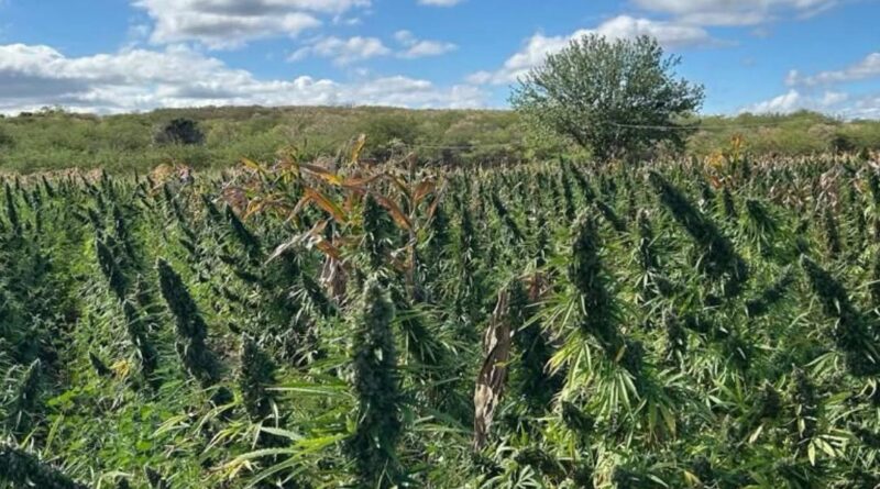 POLÍCIA FEDERAL DESTRÓI ROÇA DE MACONHA E PRENDE OITO PESSOAS EM SÃO FRANCISCO DE ASSIS