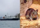 Surto de hantavírus em navio de cruzeiro já soma 8 casos e 3 mortes; Espanha autoriza atracação