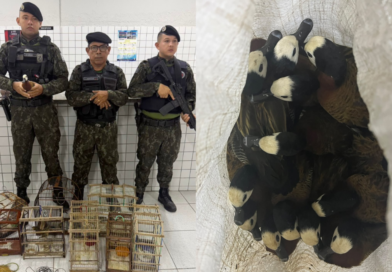 Fiscalização apreende 40 aves silvestres e leva mulher à Central de Flagrantes em Buriti dos Lopes