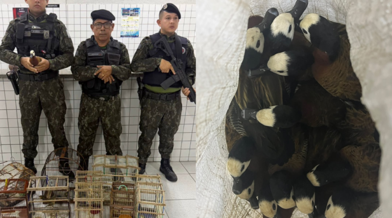 Fiscalização apreende 40 aves silvestres e leva mulher à Central de Flagrantes em Buriti dos Lopes