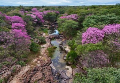 Florada dos ipês eleva visitação e destaca belezas do Cânion do Rio Poti