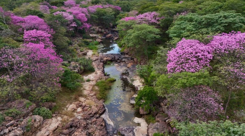 Florada dos ipês eleva visitação e destaca belezas do Cânion do Rio Poti