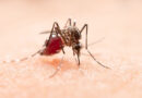 Prefeitura de Teresina cria comitê para reforçar combate à dengue e outras arboviroses