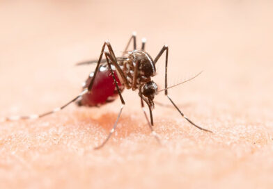 Prefeitura de Teresina cria comitê para reforçar combate à dengue e outras arboviroses