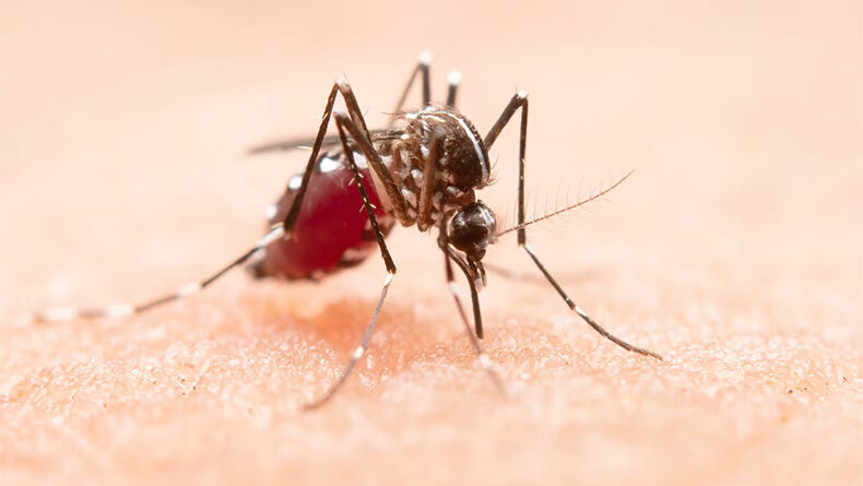 Prefeitura de Teresina cria comitê para reforçar combate à dengue e outras arboviroses