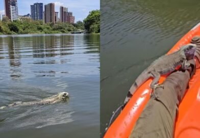 Iguana se perde durante travessia no Rio Poti e recebe ajuda de guia em Teresina