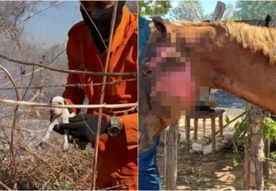 Incêndio em Oeiras mobiliza bombeiros e deixa animais feridos