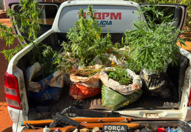 Operação da PM encontra plantação de maconha e apreende armas na zona rural de São Raimundo Nonato