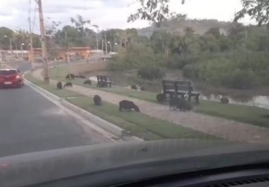 Prefeitura de Teresina cria grupo para acompanhar presença de capivaras em condomínio na Zona Leste
