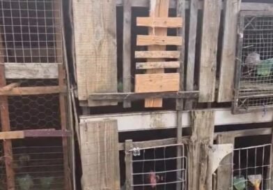 Dono de rinha de galos é preso com 45 animais durante operação em Timon