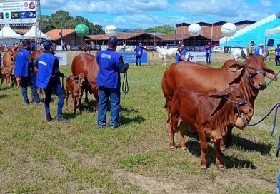 Agro FTI promove Dia de Campo e leilões virtuais com oferta de genética no Nordeste
