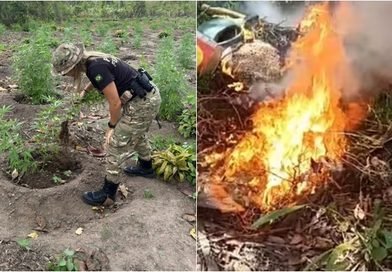 Ação policial localiza dez plantações e elimina quase 19 mil pés de maconha no Maranhão