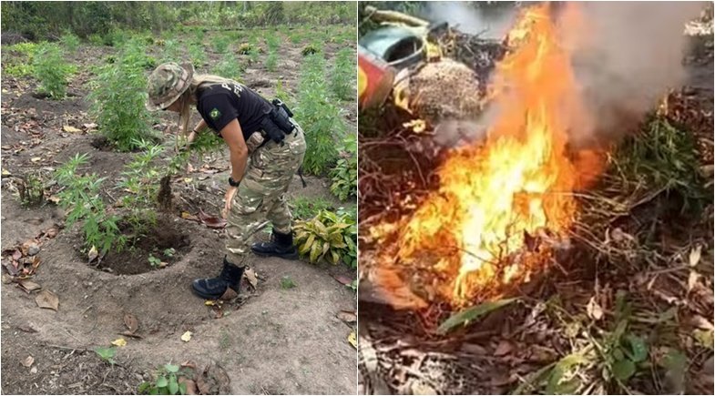 Ação policial localiza dez plantações e elimina quase 19 mil pés de maconha no Maranhão