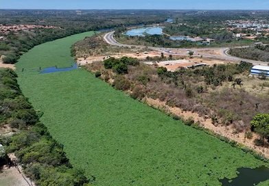 Aguapés cobrem trecho do Rio Poti e levantam alerta sobre qualidade da água