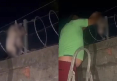 Filhotes são resgatados presos em cerca elétrica no Centro de Teresina