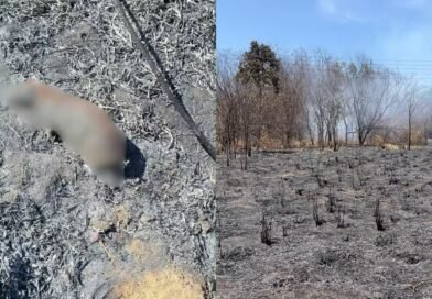 Incêndio atinge área da Embrapa e chega ao Jardim Botânico de Teresina