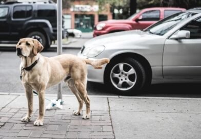 Abandono de animais pode gerar multa de até R$ 20 mil em Teresina
