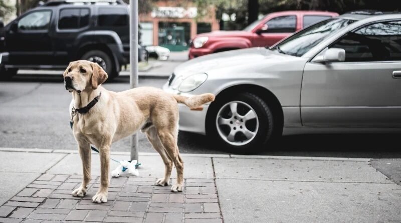 Abandono de animais pode gerar multa de até R$ 20 mil em Teresina