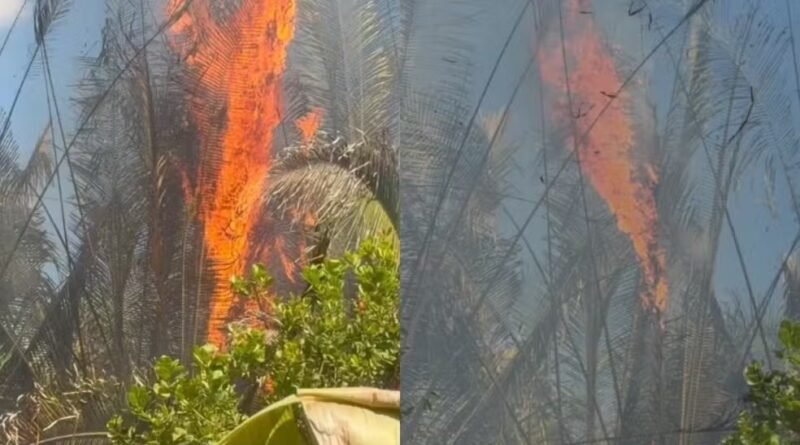 Incêndio avança em povoado de Teresina, moradores tentam conter chamas e cobram ajuda dos Bombeiros