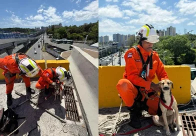 Bombeiros resgatam cachorro preso no alto de viaduto em Salvador