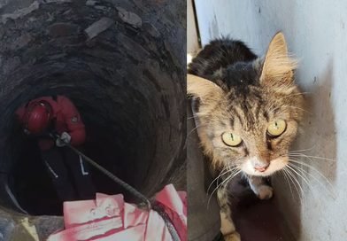 Gato desaparecido por 15 dias é encontrado dentro de poço na zona rural de Pedro II