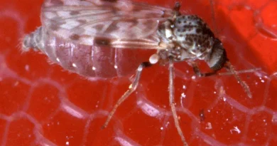 França registra primeira infecção humana pelo vírus Shamonda; paciente morreu