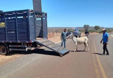 Piauí registra queda nas mortes em acidentes com animais após aumento de multas nas rodovias