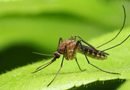 Vacina brasileira contra malária recebe autorização para iniciar testes clínicos em humanos