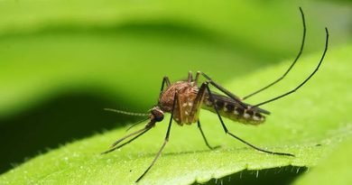 Vacina brasileira contra malária recebe autorização para iniciar testes clínicos em humanos