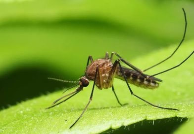 Vacina brasileira contra malária recebe autorização para iniciar testes clínicos em humanos